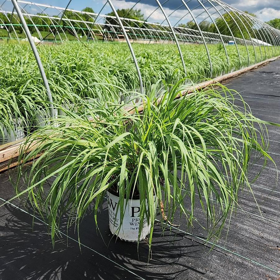 Panicum virgatum Prairie Winds® 'Niagara Falls'