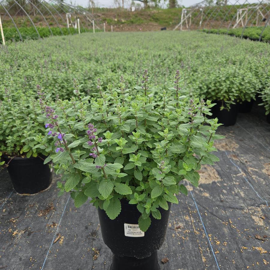 Nepeta muss. Blue Wonder