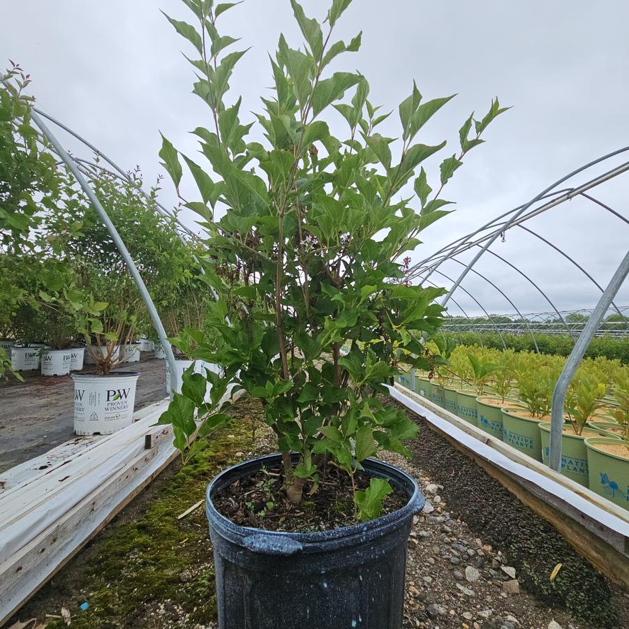 Syringa patula Dream Cloud™