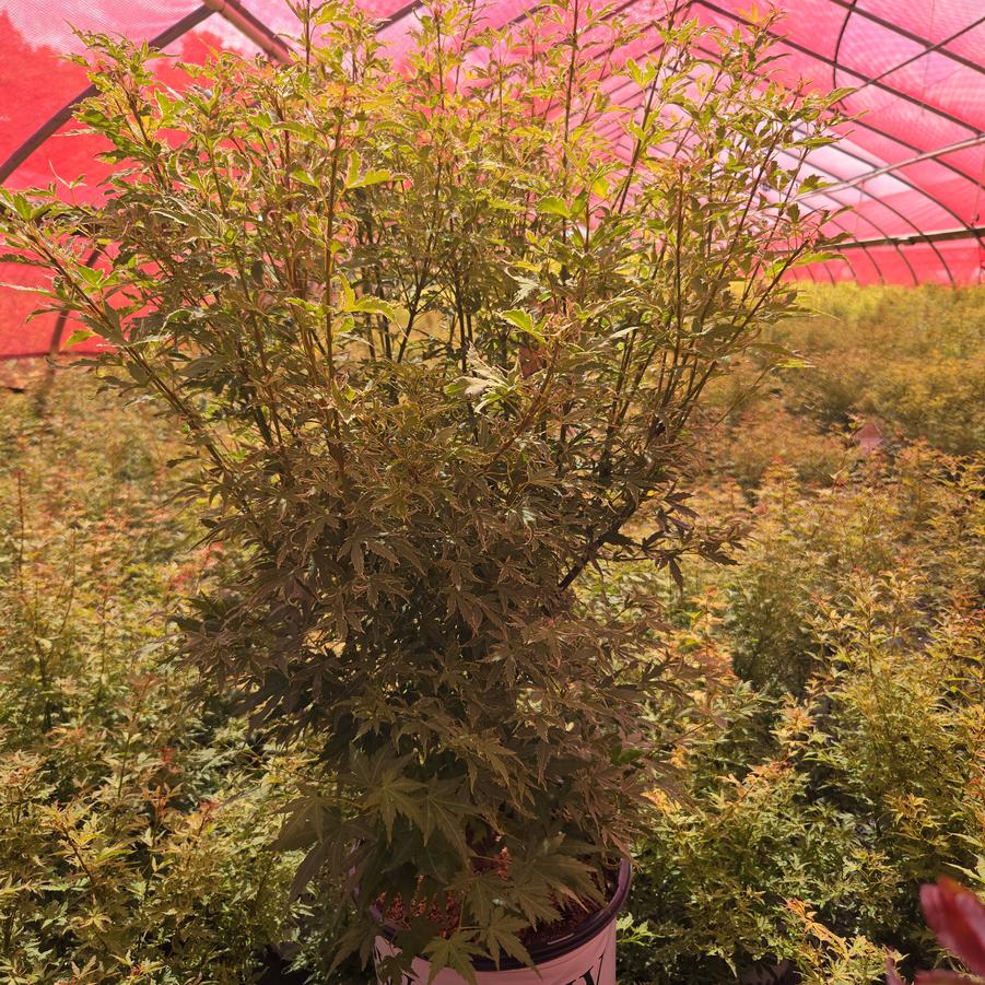 Acer palmatum Metamorphosa®