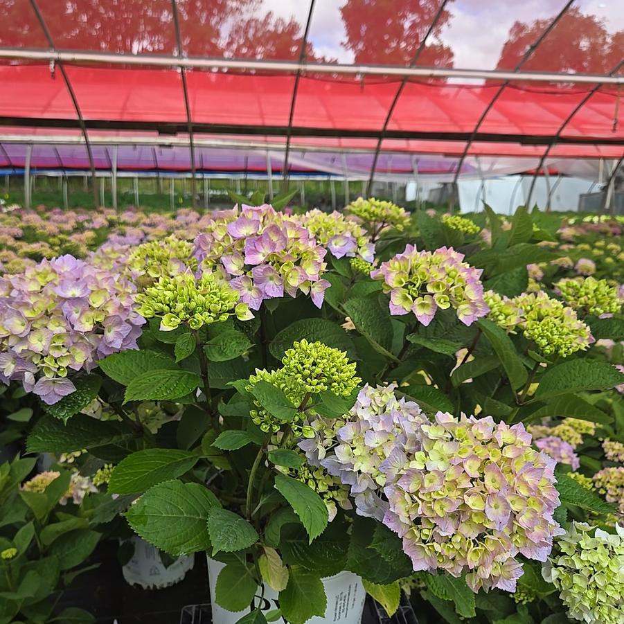 Hydrangea mac. Let's Dance Sky View®