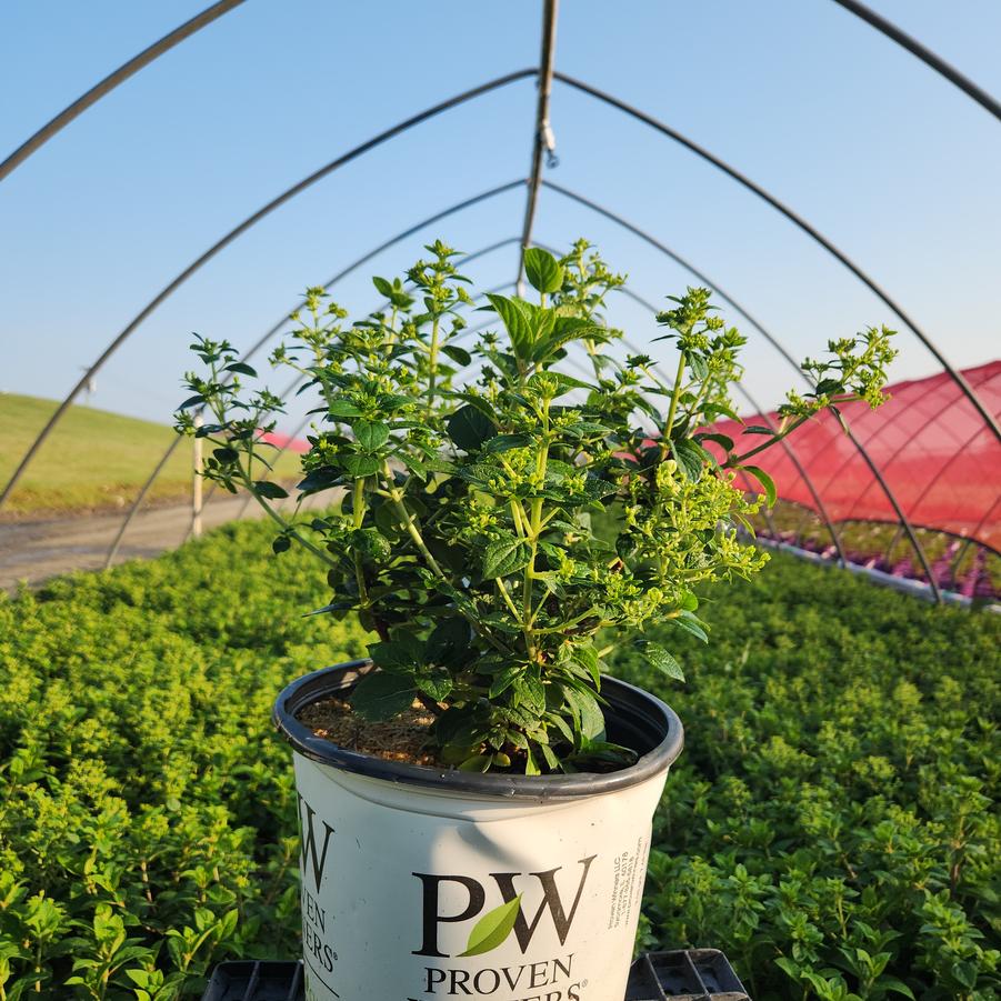 Hydrangea paniculata Tiny Quick Fire®