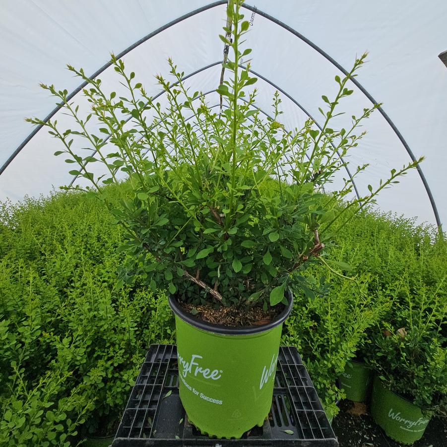 Berberis WorryFree® Mr. Green Genes®