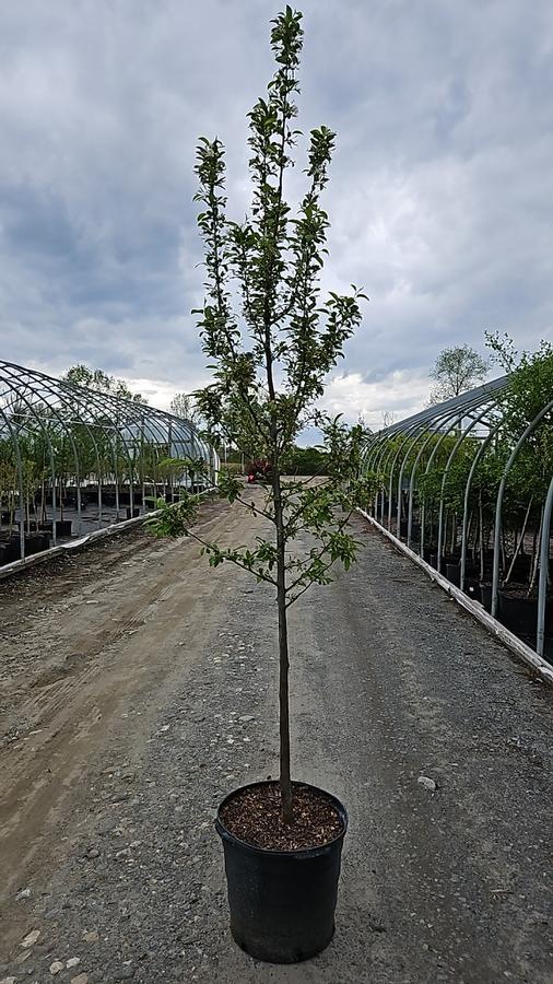 Malus sp. Sweet Sugar Tyme®