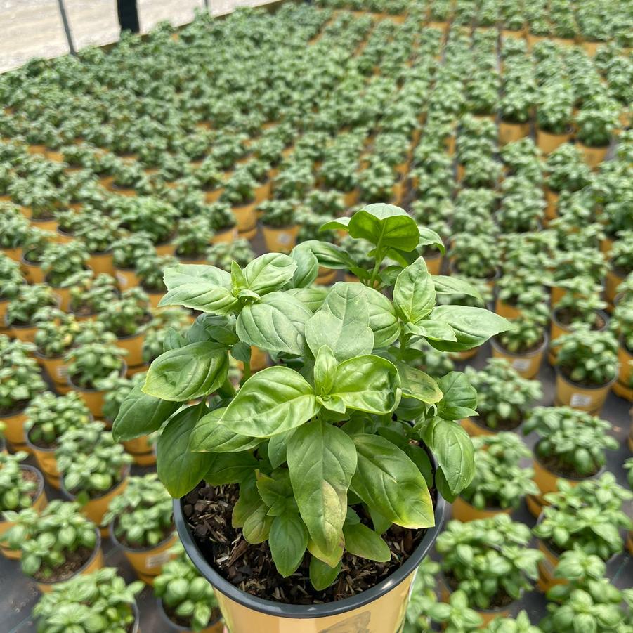 Ocimum b. 'Genovese'