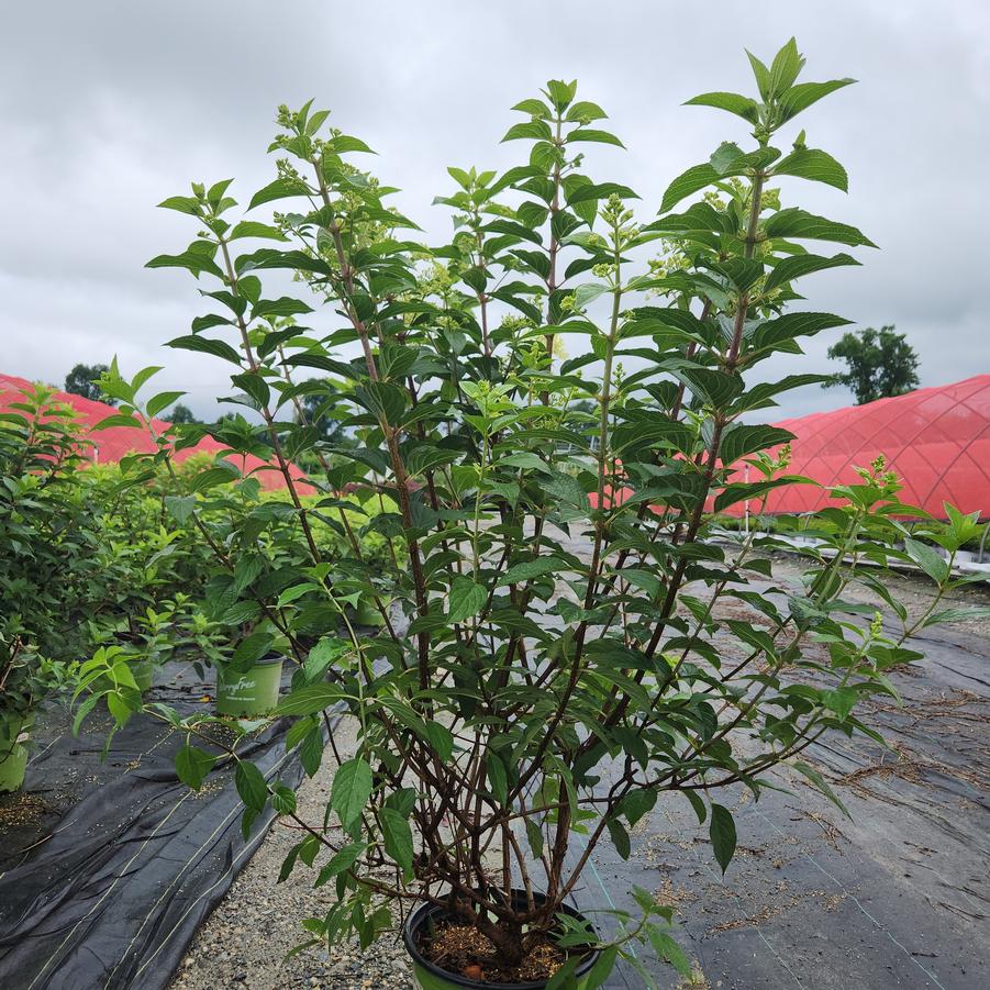 Hydrangea paniculata Magical® Ruby Snow