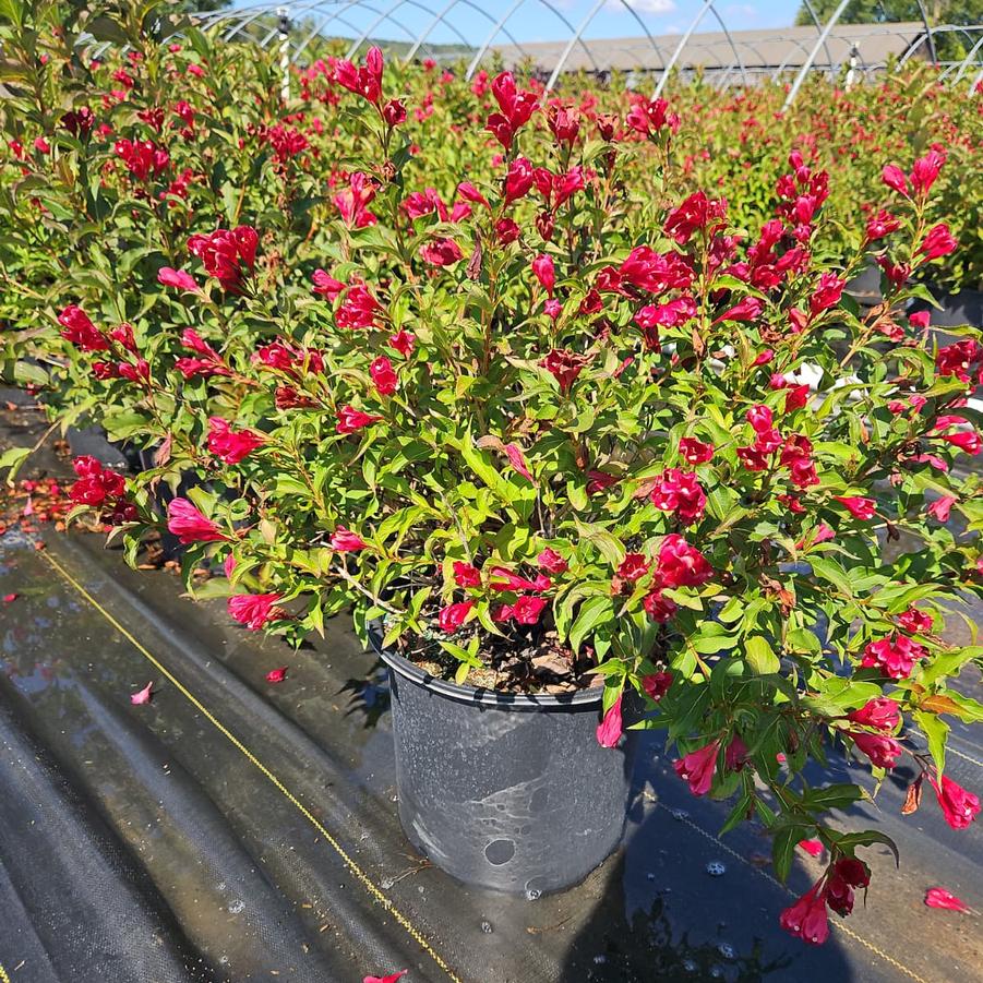 Weigela florida Magical® Robin