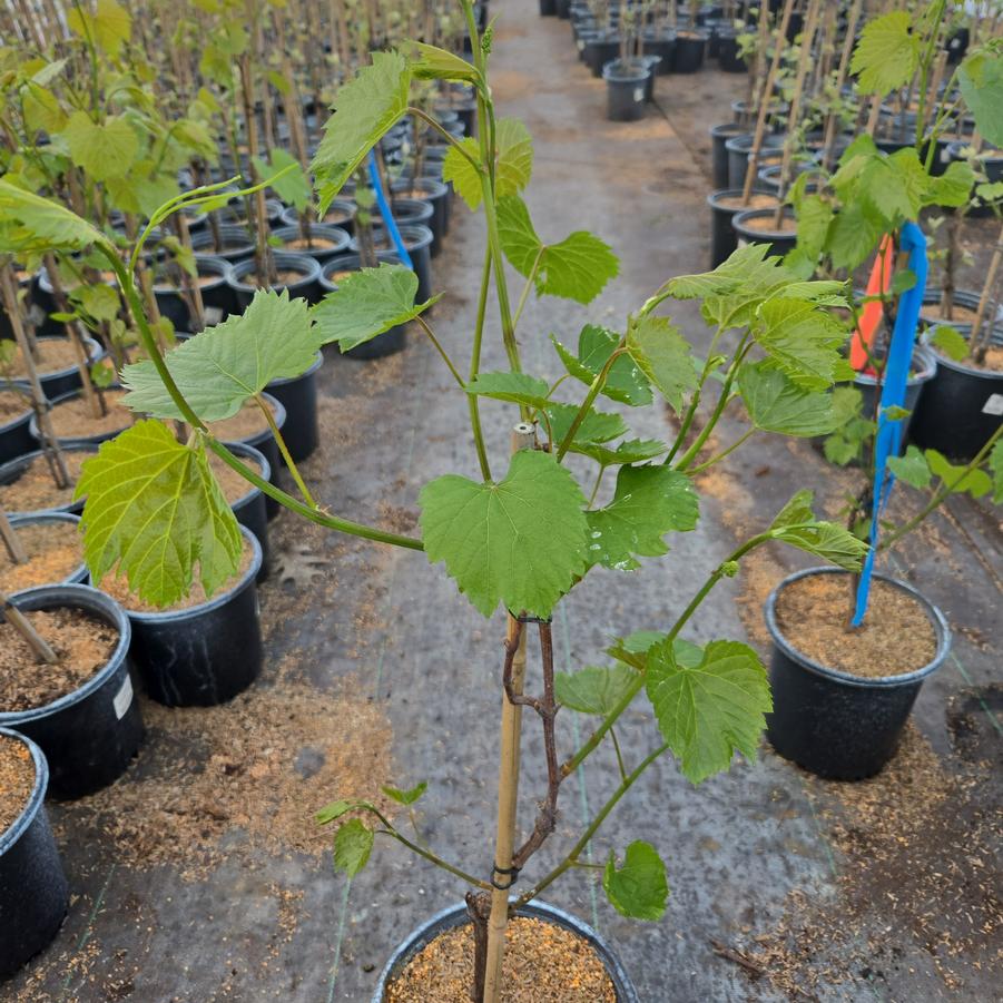 Vitis x Frontenac™