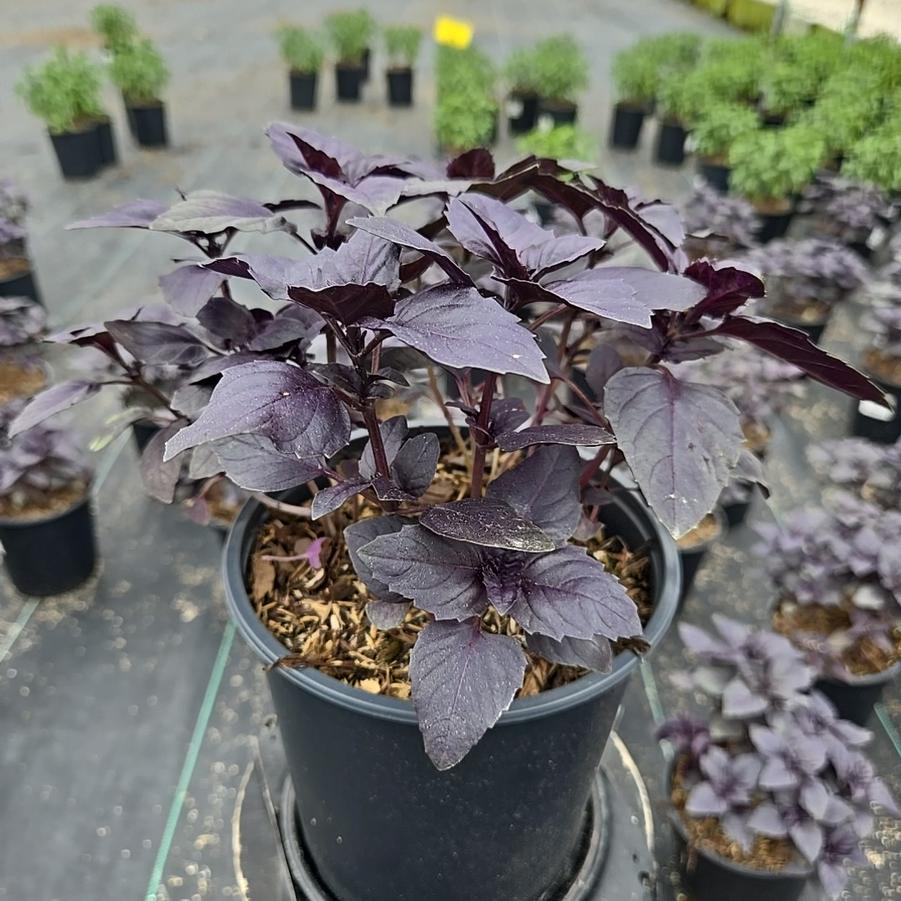 Ocimum basilicum Red Rubin