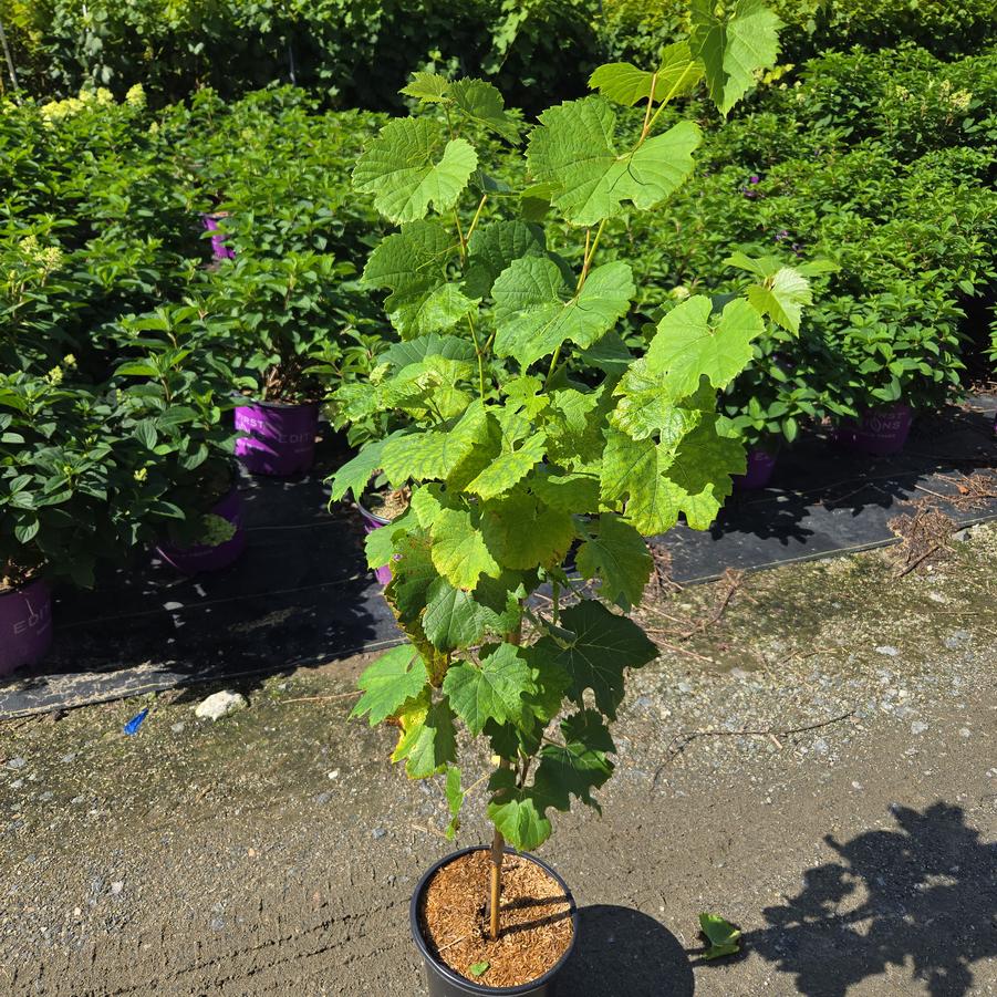 Vitis x 'Itasca'