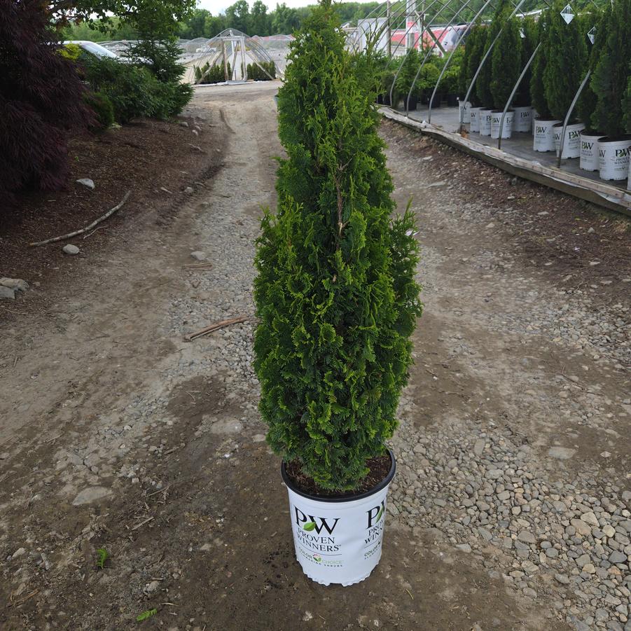 Thuja occidentalis Sting™
