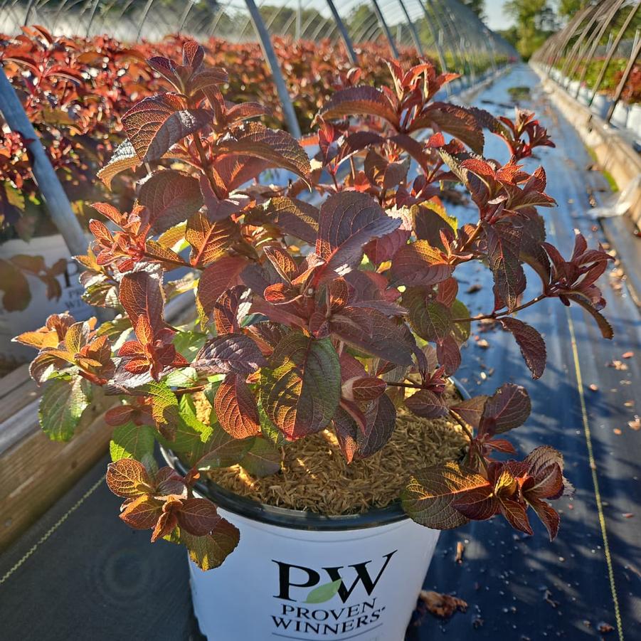 Weigela florida Midnight Sun®