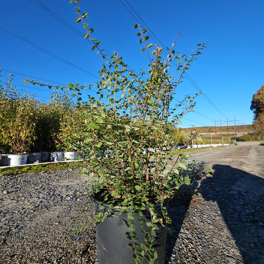 Symphoricarpos x chenaultii 'Hancock'
