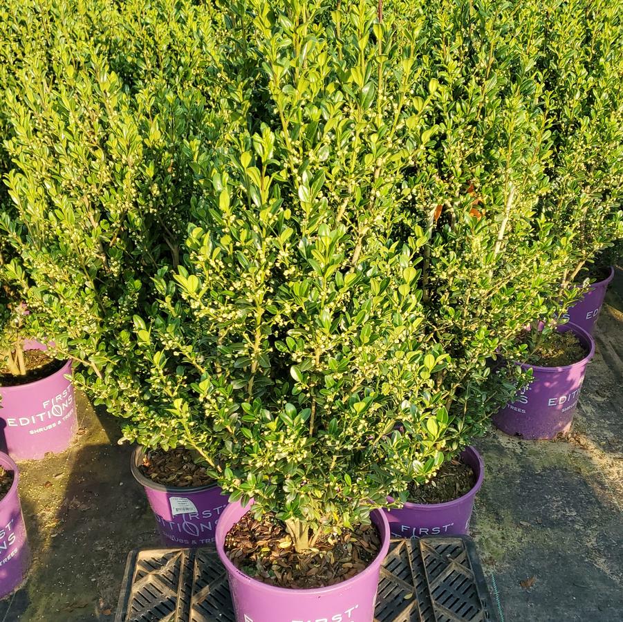 Ilex crenata Chubby Hubby™