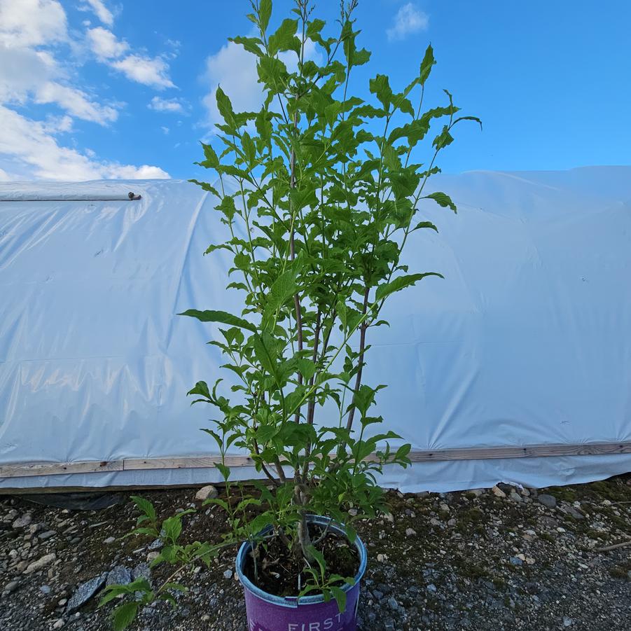 Syringa prestoniae Pinktini™