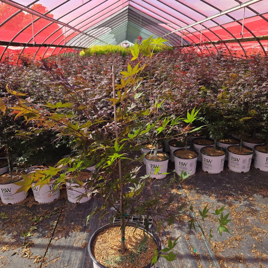 Acer palmatum Samurai Sword™