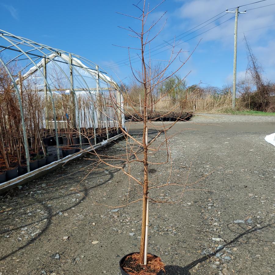 Taxodium distichum Shawnee Brave™
