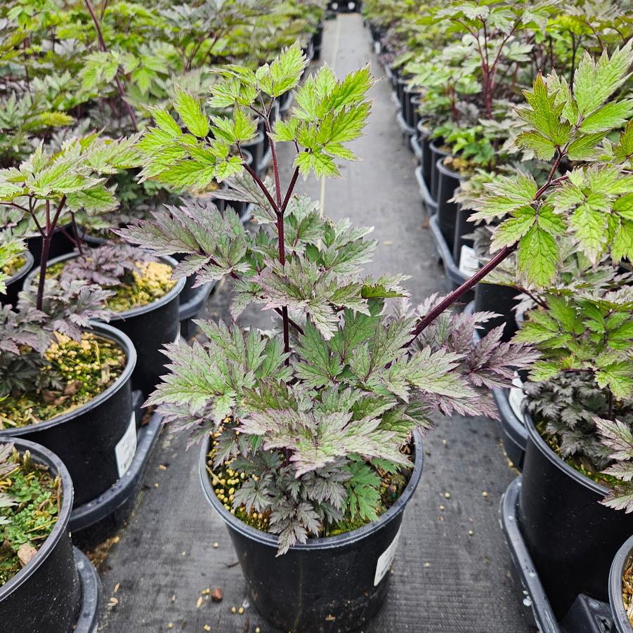 Actaea simplex 'Pink Spike'