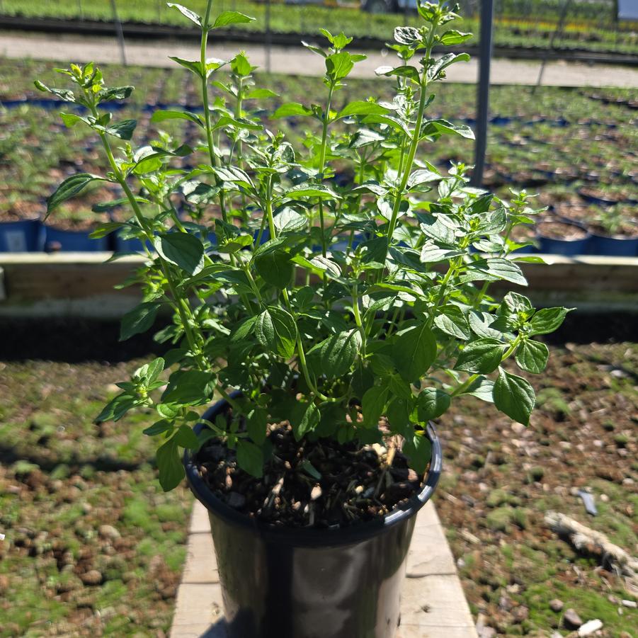 Calamintha nepeta 'Montrose White'