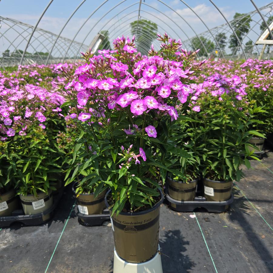 Phlox Volcano Plum with White Eye