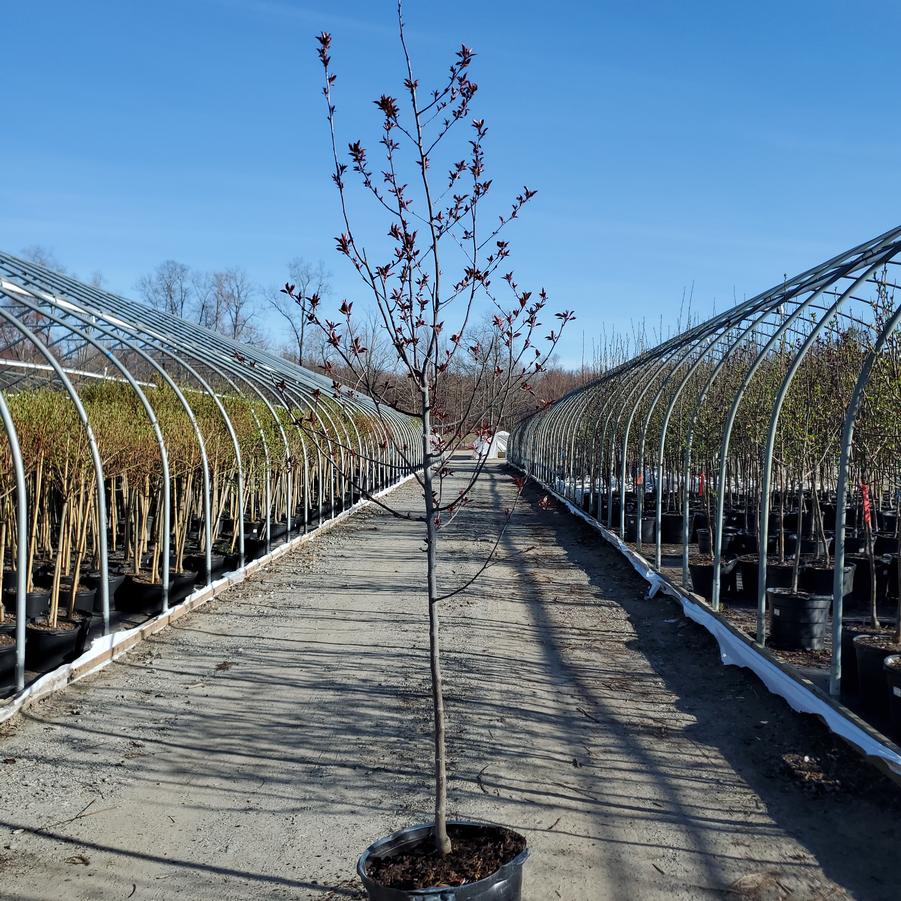 Malus 'Perfect Purple'