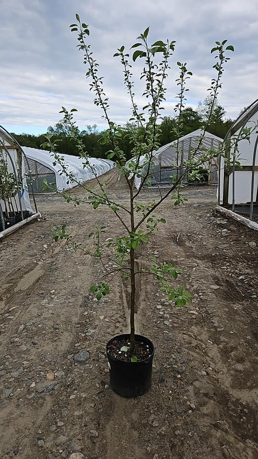 Malus domestica Triumph™