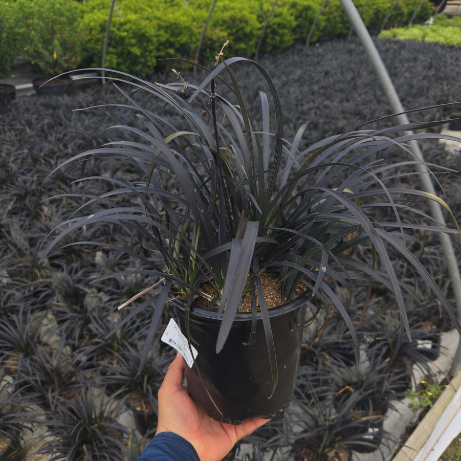 Ophiopogon planiscapus 'Nigra'