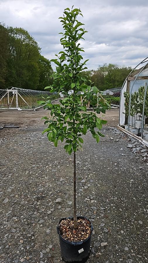 Malus x Red Jewel™