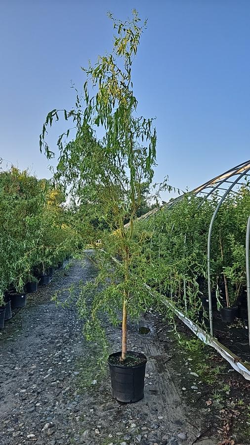 Salix matsudana 'Golden Curls'