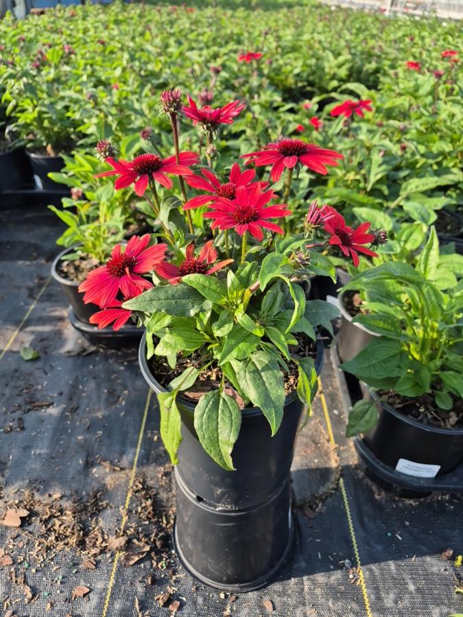 Echinacea x Panama™ Red