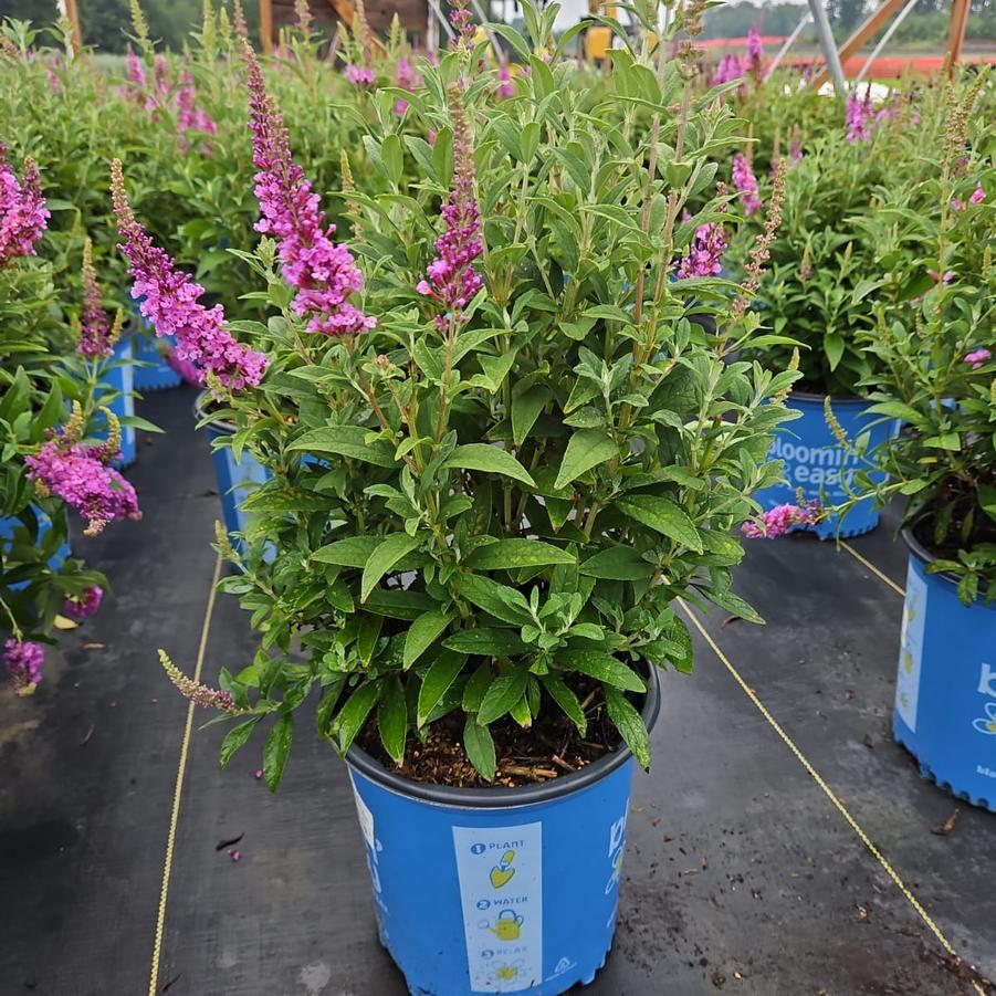 Buddleia x Birthday Cake™