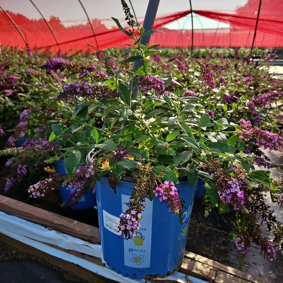 Buddleia x Blueberry Pie™