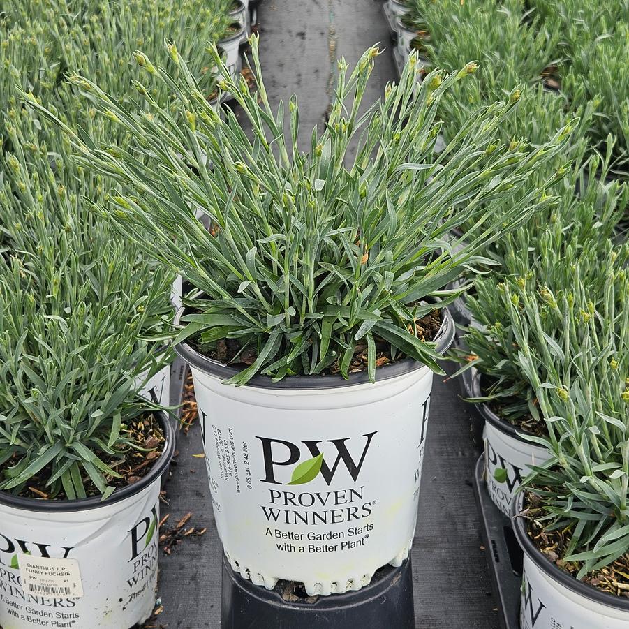 Dianthus x Fruit Punch® Funky Fuchsia