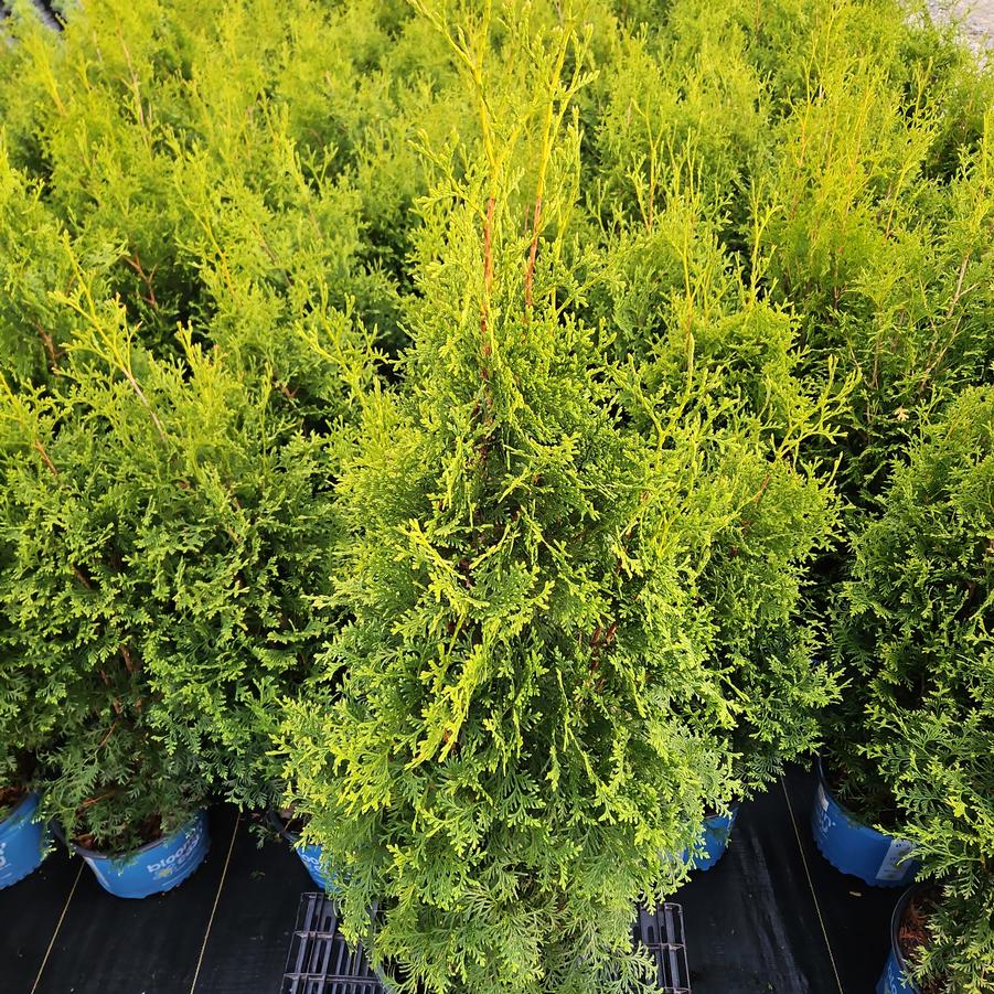 Thuja occidentalis Private Jet™