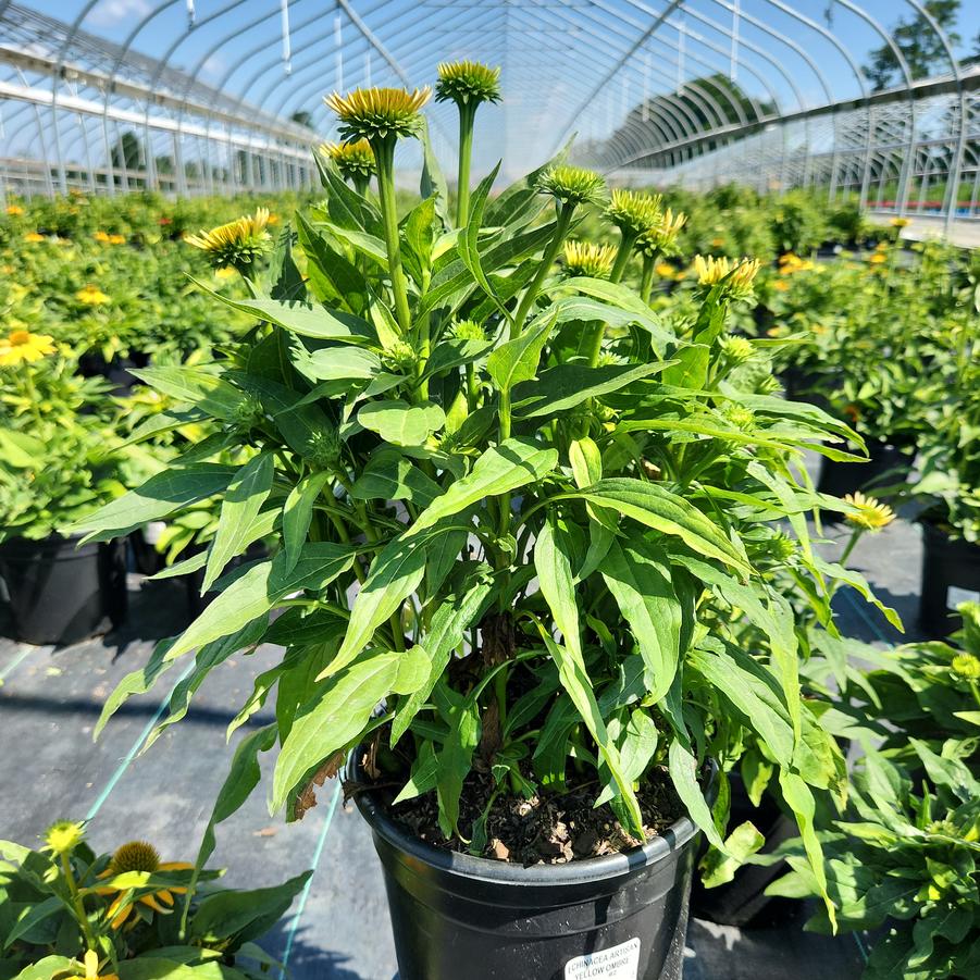 Echinacea x Artisan™ Yellow Ombre
