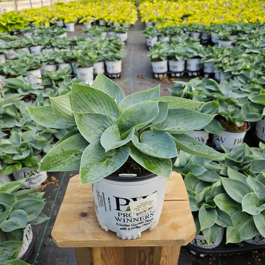 Hosta hybrid Shadowland® 'Above the Clouds'