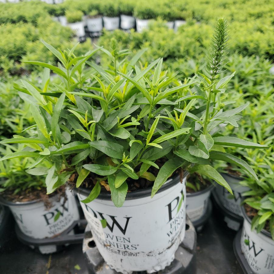 Veronica x Magic Show® 'Ever After'