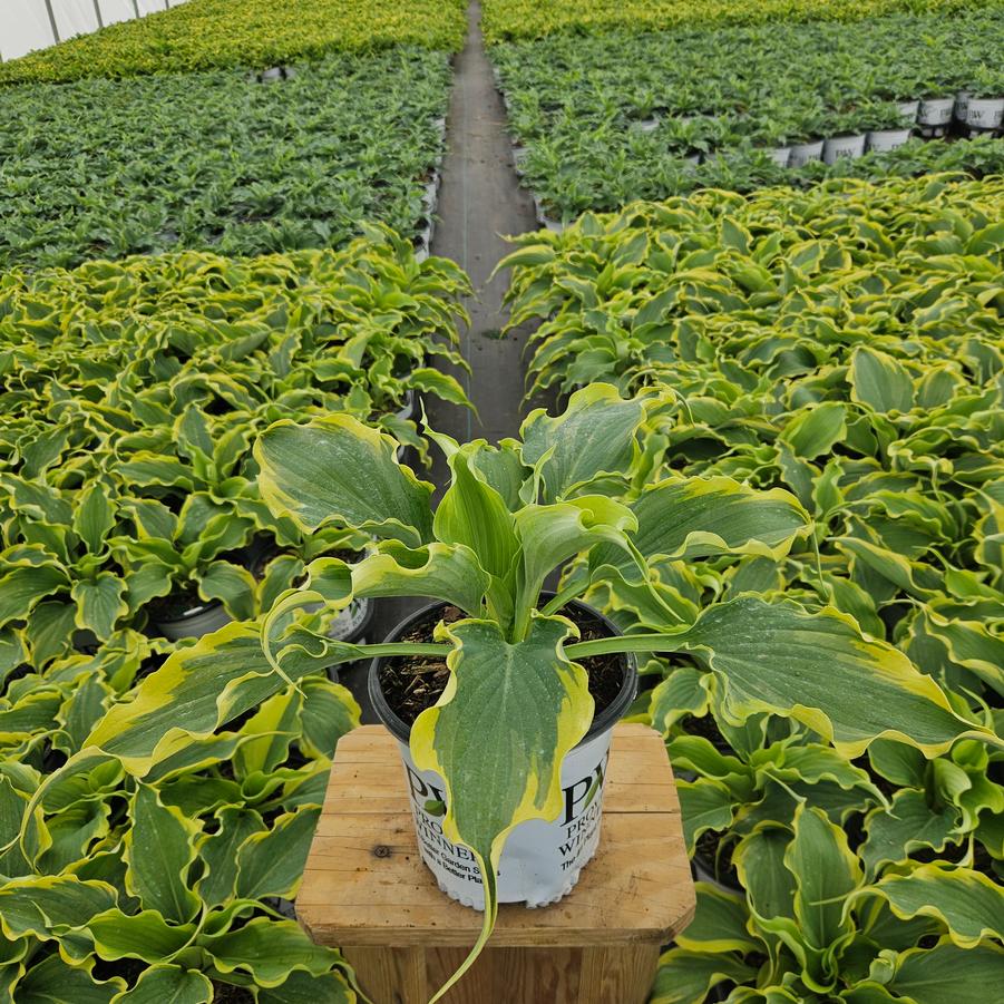 Hosta Shadowland® 'Voices in the Wind'