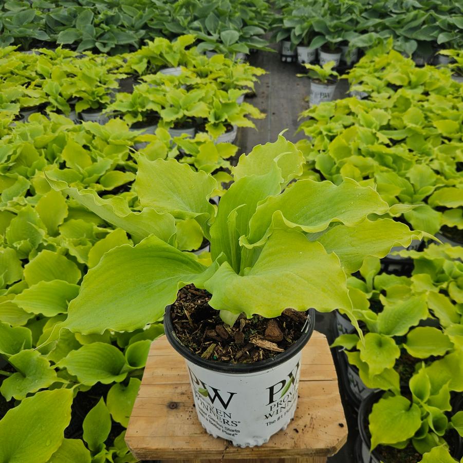 Hosta Shadowland® 'Echo the Sun'