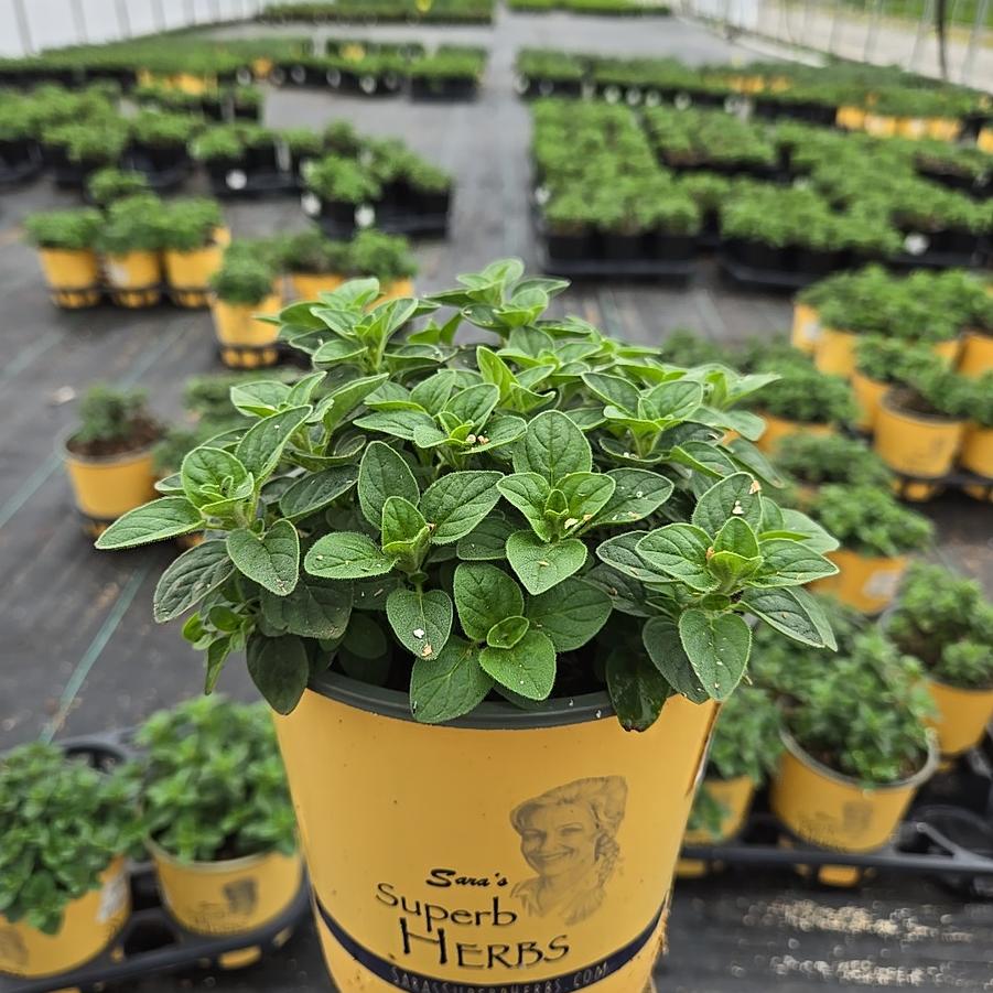 Origanum v.s. hirtum 