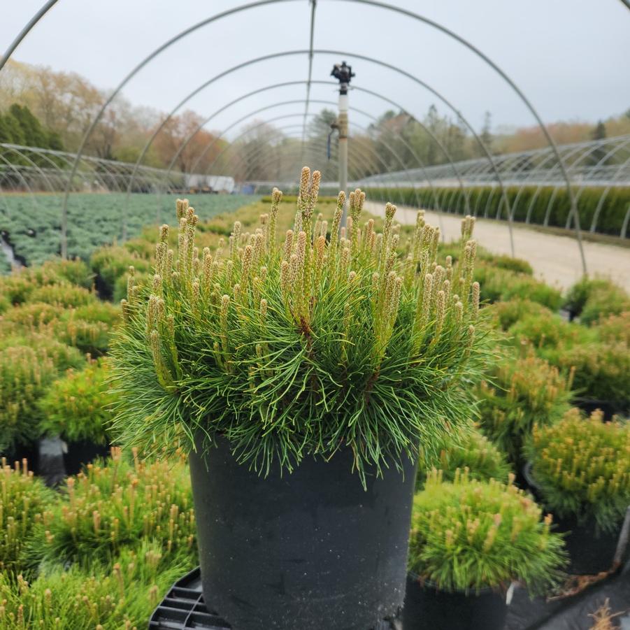 Pinus mugo 'Enci'