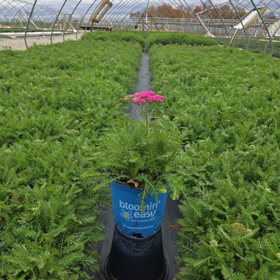 Achillea millefolium Milly Rock™ Rose