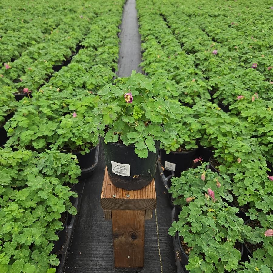 Aquilegia x Earlybird™ Purple White