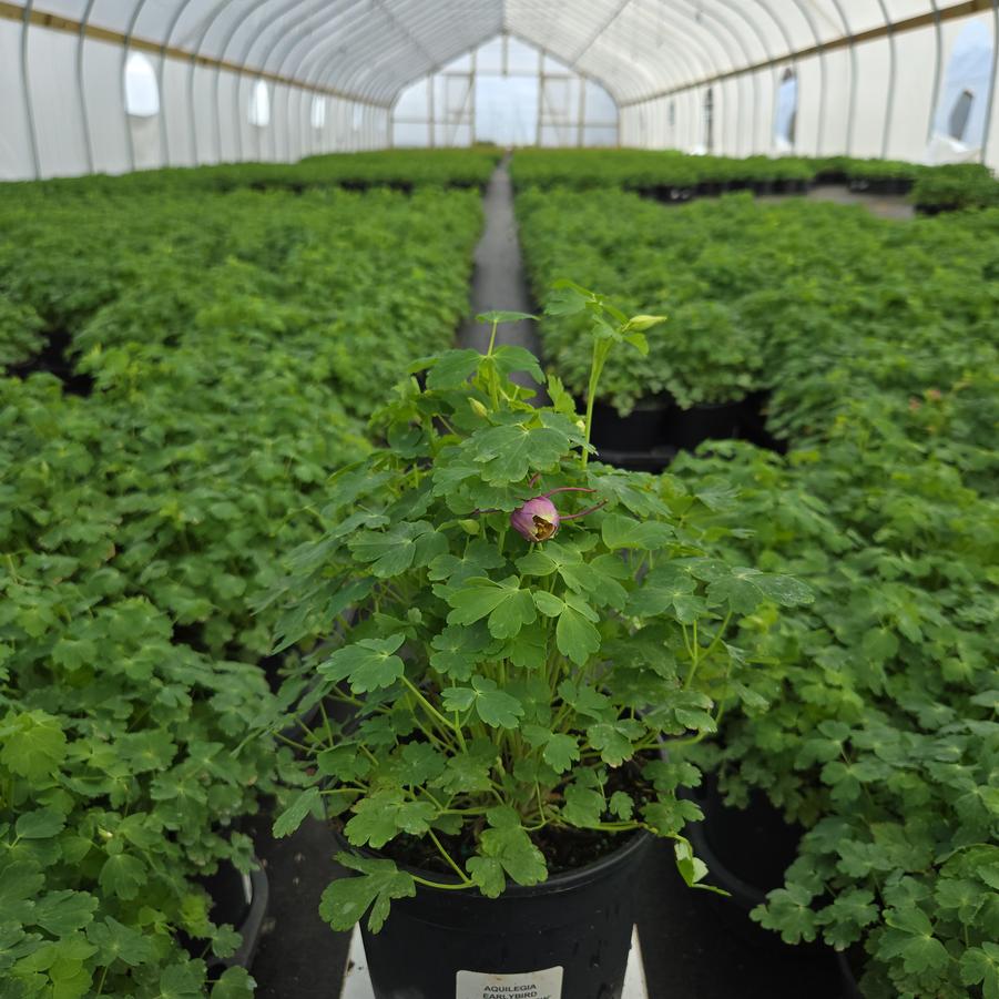 Aquilegia x Earlybird™ Purple Yellow