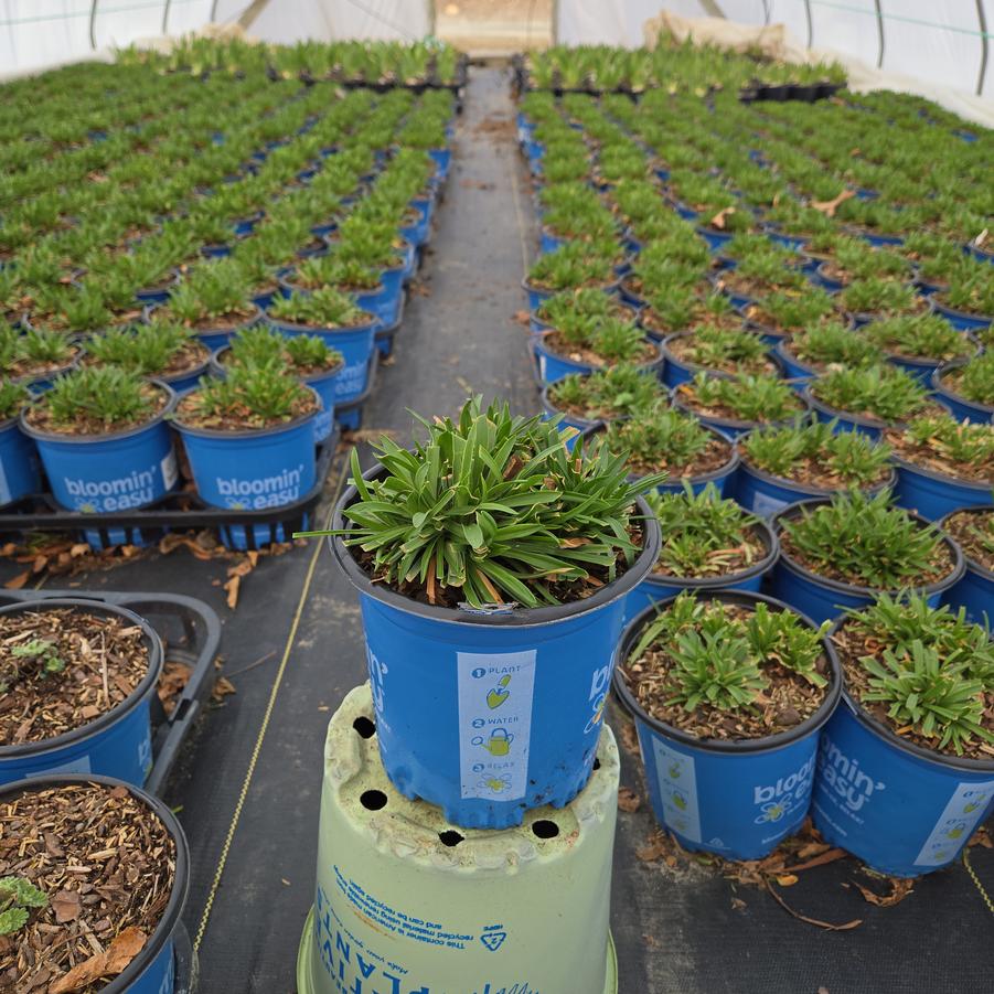 Armeria pseudarmeria Dreameria® Sweet Dreams