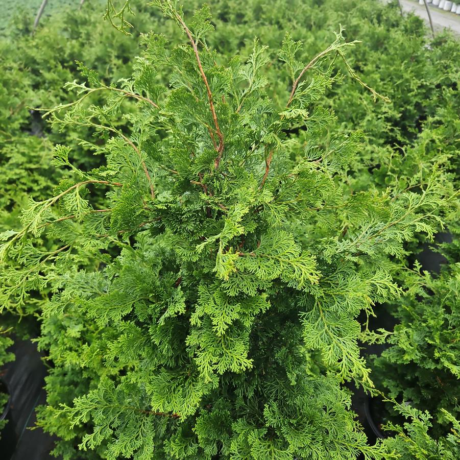 Chamaecyparis obtusa 'Wells Special'