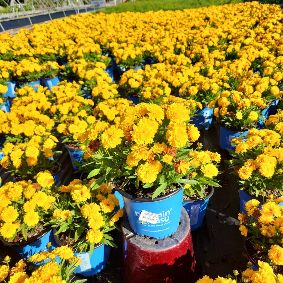 Coreopsis Solanna™ Golden Sphere