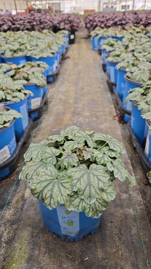 Heuchera x City™ 'Paris'