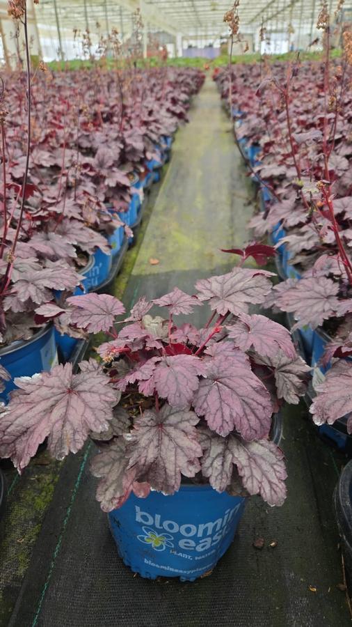 Heuchera x City™ 'Shanghai'