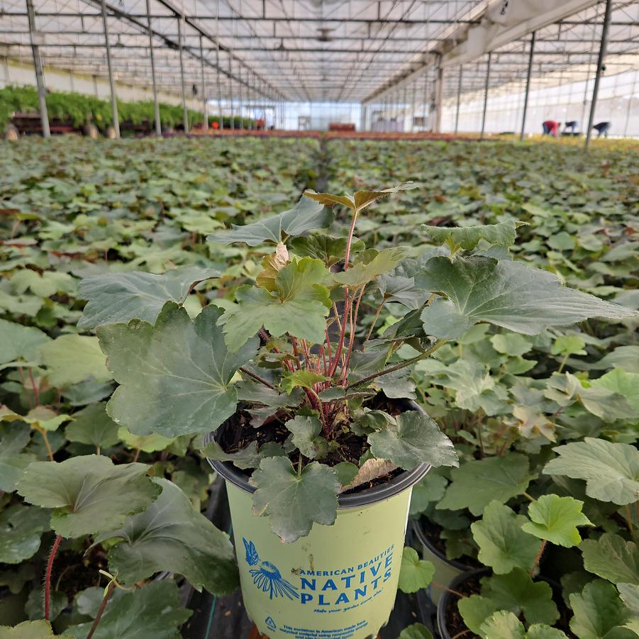 Heuchera villosa 